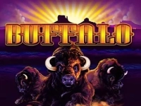 Buffalo